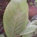 Image result for Diospyros pseudomespilus
