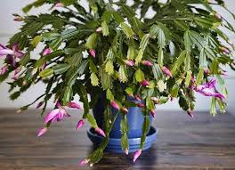 As the maximum size of the star, the cactus is only six inches in diameter, it is preferred as an indoor flowering plant. 13 Types Of Cactus Plants You Can Grow At Home Bob Vila