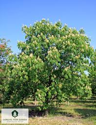 Image result for Aesculus