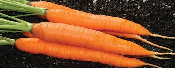 Carrot Growing Guide Bed Preparation Spacing Weeding