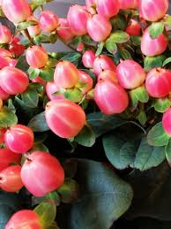Image result for Hypericum