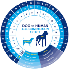 Pick the right level of cover for you and your pet. Older Dogs Ageing In Dogs Common Health Problems