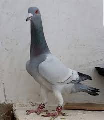 Francisco Sanchez Adli Kullanicinin Aves De Corral Panosundaki Pin Kus Guzel Kuslar