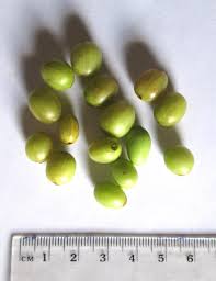 Image result for Coffea salvatrix