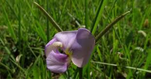 Image result for Vigna vexillata