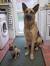 Short Hair Short Haired German Shepherd Puppy
