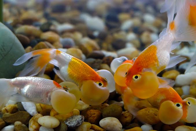 Buy Celestial Eye Goldfish | Arizona Aquatic Gardens