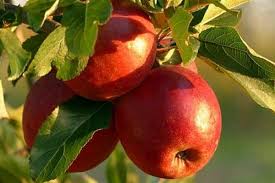 National plant network + see all. 11 Best Fruit Trees To Grow In Containers Urban Garden Gal