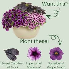 Image result for Ipomoea batatas pots