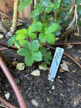 Image result for Astrantia majon `Abbey Road`