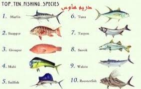 أفضل أنواع الأسماك best fish types تعتبر الأسماك من أفضل الأطعمة على الأطلاق ويوجد أكثر من 3000نوع من الأسماك أغلبها يكون صالحا fish movie posters poster