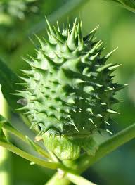 Image result for durman obecný plod