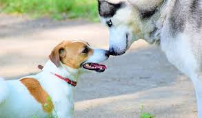 Oct 10, 2019 · in this way, you are allowing the dogs to first bond as a pack on the walk, then allowing the dogs currently living in the home to bring the new dogs in. How To Make Dogs Get Along With Each Other 7 Tips On Making It Work