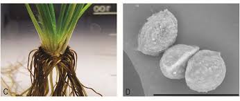 Image result for Isoetes schweinfurthii