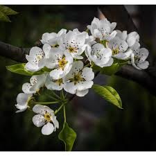 Find the perfect shade, flower, or nut trees to complete your landscaping look Online Orchards Cleveland Select Flowering Pear Tree Bare Root Flpr001 The Home Depot Flowering Pear Tree Pear Blossom Flowering Trees