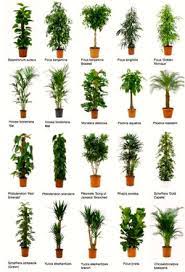 Piante Per Interni Quali Scegliere Piante Artificiali Piante D Appartamento Piantare Alberi