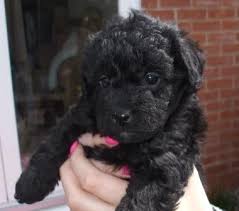 Black And Tan Labradoodle Beautiful Black Female F1b Labradoodle Puppy For Sale Labradoodle Puppies For Sale Labradoodle B Labradoodle Puppy Black Labradoodle Labradoodle Black Puppies