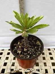 Image result for Euphorbia epicyparissias