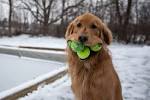 Different types of retrievers | Pets4Homes