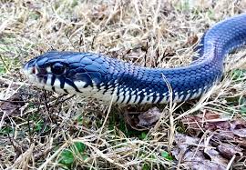 Image result for Indigofera longibarbata