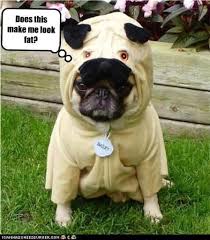 Check spelling or type a new query. Funniest Fat Dog Memes