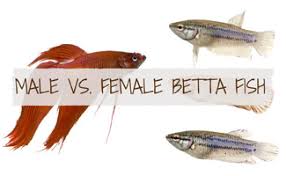 Male betta fish look extremely different than females. The Female Betta Fish Is A Catch Earth S Friends