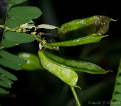 Image result for Abrus melanospermus