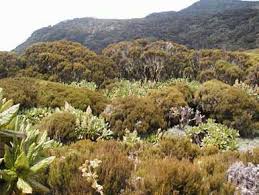 Image result for Micractis bojeri