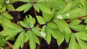 Bleeding Heart Leaves With Raindrops Plant Leaves Bleeding Heart Leaves