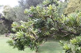 Image result for Podocarpus latifolius
