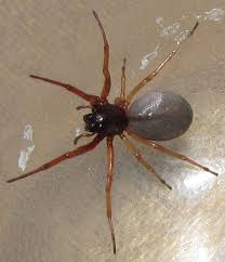 25 capitol street, second floor, concord, nh 03301. Is A Common New England Spider Venomous A1 Exterminators
