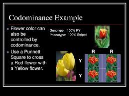 Example of codominance in flowers. Other Types Of Inheritance Ppt Download
