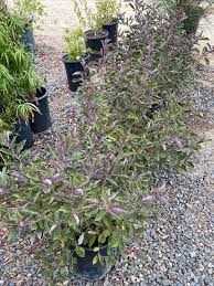 Image result for Vitex trifolia