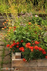 They are most effective when placed along the border of flowerbeds and throughout the vegetable garden. Deter Pests Naturally By Companion Planting With These Super Flowers Garden Therapy