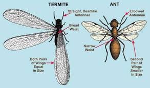 Still, seeing tiny bugs with wings in your house is definitely not something you want to experience, especially since flying ants are drawn to food debris. 10 Ways To Get Rid Of Flying Ants In House Flying Ants In House Ants In House Flying Ants