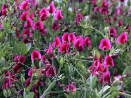 Check spelling or type a new query. Climbing Annuals For Shady Gardens Growing Annual Vines In The Shade