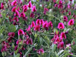 Full sun to part shade. Climbing Annuals For Shady Gardens Growing Annual Vines In The Shade