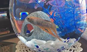 Check out our fighter fish selection for the very best in unique or custom, handmade pieces from well you're in luck, because here they come. Betta Fish Visits The Veterinarian Veterinary Medicine At Illinois