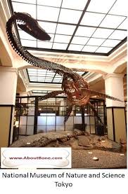 Plesiosaur Futabasaurus Skeleton Bone Natural History Nature Science Paleontology Museum Tokyo Japan Paleontology Nature Museum Palaeontology