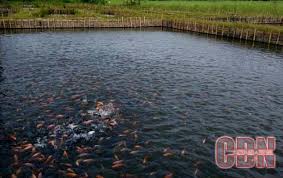 Pemkab Seruyan Kembangkan Budidaya Ikan Terancam Punah Danau Kolam Ikan Ekosistem