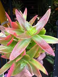 Image result for Crassula capitella
