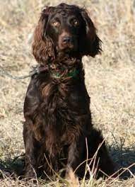 Boykin Spaniel Brandywine Creek Boykin Spaniels Our Boys Boykin Spaniel Spaniel Spaniel Puppies For Sale