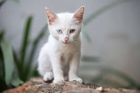 Kucing berperilaku meniru seperti ular karena bagi sang kucing, ular adalah hewan berbahaya. Memelihara Kucing Bikin Hidup Lebih Sehat Dan Bahagia Benarkah Halaman All Kompas Com