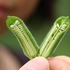 Sesame I Have Never Seen Where These Really Come From Pretty Neat Edible Plants Amazing Gardens Fruit Seeds