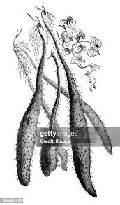 Image result for Polystachya fallax