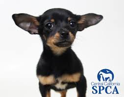 Your puppy should grow at approximately the following rate this type of chihuahua is not recognised by the akc but is no less prestigious. Mavis Is A 3 Month Old Female Black And Brown Chihuahua Blend Central California Spca Fresno Ca