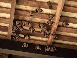 Pest control may be necessary for this area of your home. The Danger Of Bats In Your Attic Wildlife Control Any Pest