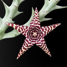 Image result for Orbea halipedicola