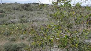Image result for Acacia pentagona