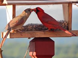 She is becoming more dominant and not allowing the she is very dominant and will not let other birds feed when she is there, except male cardinals. Northern Cardinals Know How To Shake Their Tail Feathers Feederwatch
